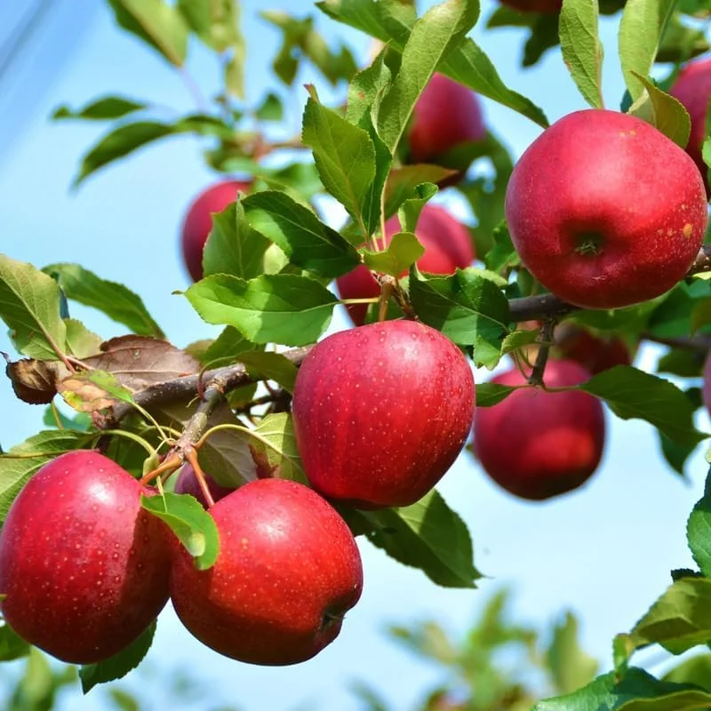 Fuji Apple Tree Live Plant - 2-3 Ft Tall Dormant Bare Root Fruit Tree for Outdoor Planting - Image 3