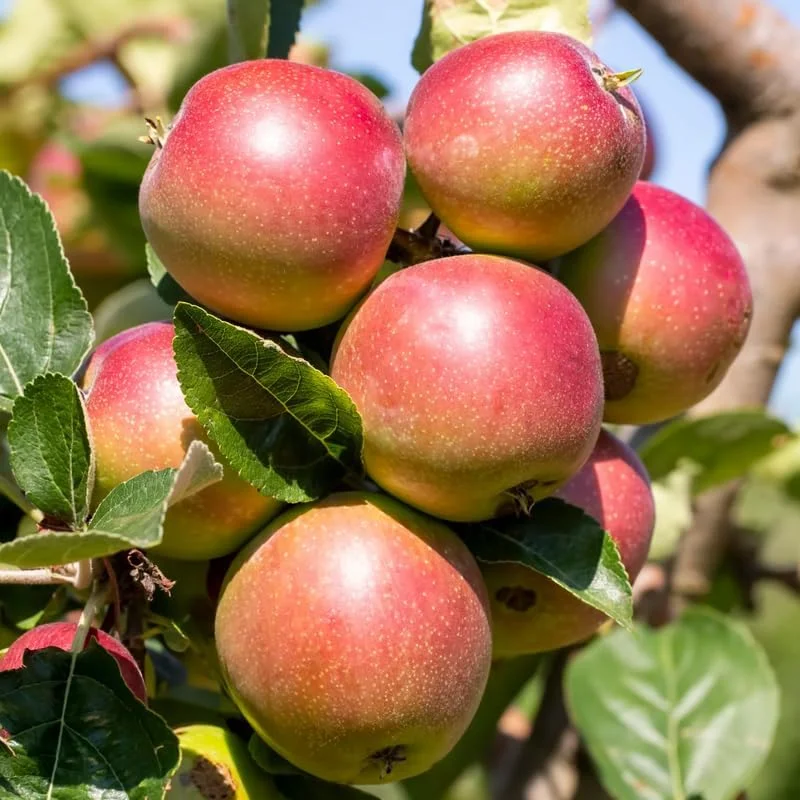 Fuji Apple Tree Live Plant - 2-3 Ft Tall Dormant Bare Root Fruit Tree for Outdoor Planting - Image 4