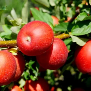 Fuji Apple Tree Live Plant 4-5 Ft Tall - Sweet Red Apples, Outdoor - Image 3