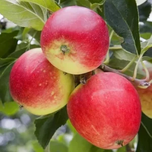 Gala Apple Tree Live Plant 4-5 Ft Tall – Sweet Red Apples – Outdoor - Image 6