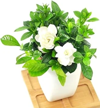 Gardenia Live Plant - Cape Jasmine Shrub, Frost Proof, 5 to 7 Inches Tall - Image 5