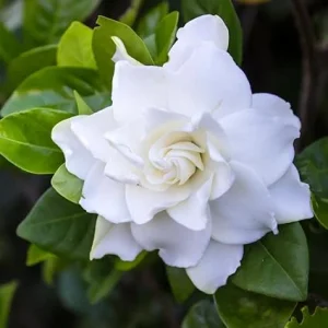 Gardenia Live Plant - Fragrant White Flowers, 4 Inch Pot - Outdoor - Image 2