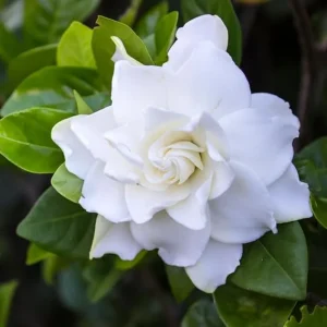 Gardenia Live Plant - Fragrant White Flowers, 4 Inch Pot - Outdoor - Image 1