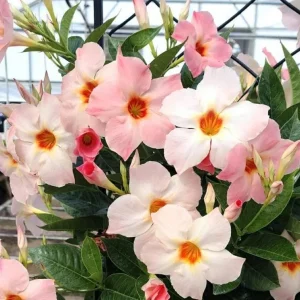 Giant Peach Mandevilla Vine Live Plant - Tropical Flowering, 5-9 Inch Tall - Image 2