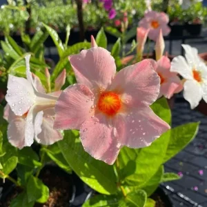 Giant Peach Mandevilla Vine Live Plant - Tropical Flowering, 5-9 Inch Tall - Image 3