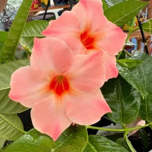 Giant Peach Mandevilla Vine Live Plant - Tropical Flowering, 5-9 Inch Tall - Image 4