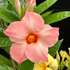 Giant Peach Mandevilla Vine Live Plant - Tropical Flowering, 5-9 Inch Tall - Image 5