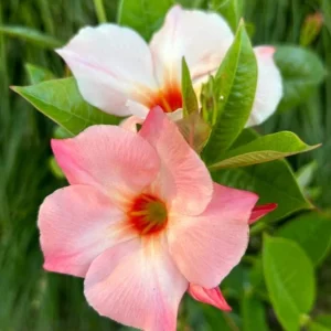 Giant Peach Mandevilla Vine Live Plant - Tropical Flowering, 5-9 Inch Tall - Image 6