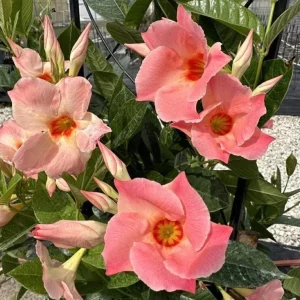 Giant Peach Mandevilla Vine Live Plant - Tropical Flowering, 5-9 Inch Tall - Image 1