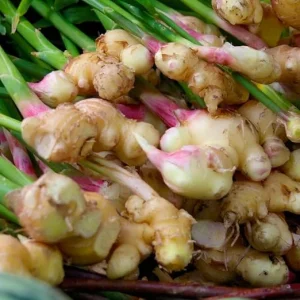 Ginger Roots Live Plant for Planting – Set of 2 Herb Plants, 4-8 Inch Tall - Image 2