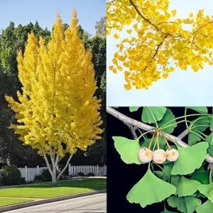 Ginkgo Biloba Live Plant - Hardy Ornamental Tree Seedlings, 6-12'' Tall, Winter Dormant, Outdoor - Image 1
