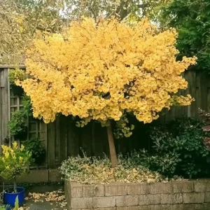 Ginkgo Tree Live Plant – Quart Pot – Hardy Outdoor Ornamental with Golden Fall Foliage - Image 4