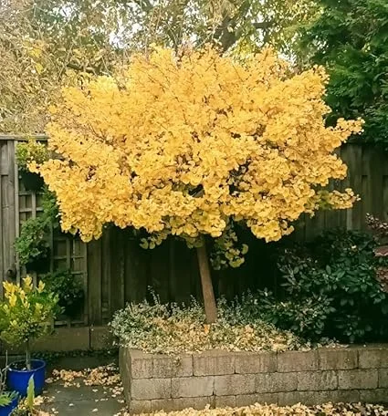 Ginkgo Tree Live Plant – Quart Pot – Hardy Outdoor Ornamental with Golden Fall Foliage - Image 5