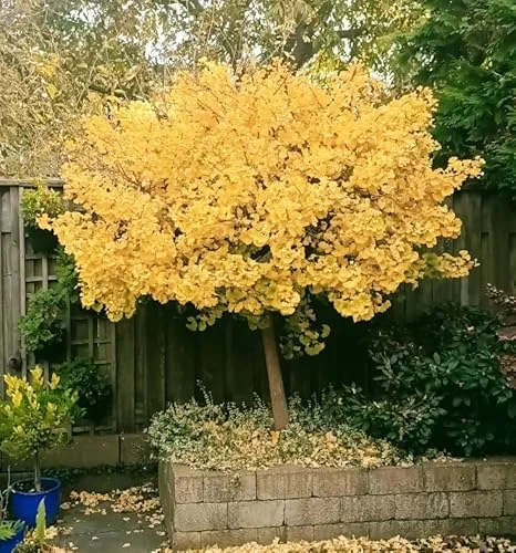 Ginkgo Tree Live Plant – Quart Pot – Hardy Outdoor Ornamental with Golden Fall Foliage - Image 6