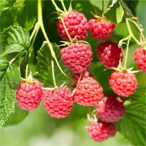 Glencoe Thornless Raspberry Plants - 2 Live Sweet Berry Bushes 4-9 Inches Tall, Zones 4-8 - Image 1