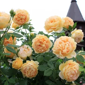 Gold Medal Hybrid Tea Rose Live Plant – Yellow Golden Rose Bush 5-9 Inch Tall - Image 1