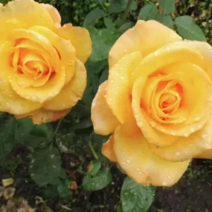 Gold Medal Hybrid Tea Rose Live Plant – Yellow Golden Rose Bush 5-9 Inch Tall - Image 3