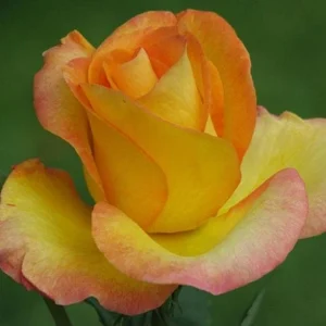 Gold Medal Hybrid Tea Rose Live Plant – Yellow Golden Rose Bush 5-9 Inch Tall - Image 4