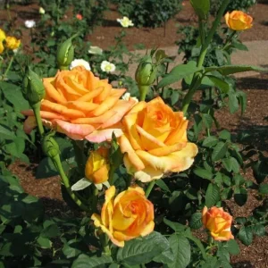 Gold Medal Hybrid Tea Rose Live Plant – Yellow Golden Rose Bush 5-9 Inch Tall - Image 5
