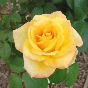 Gold Medal Hybrid Tea Rose Live Plant – Yellow Golden Rose Bush 5-9 Inch Tall - Image 6