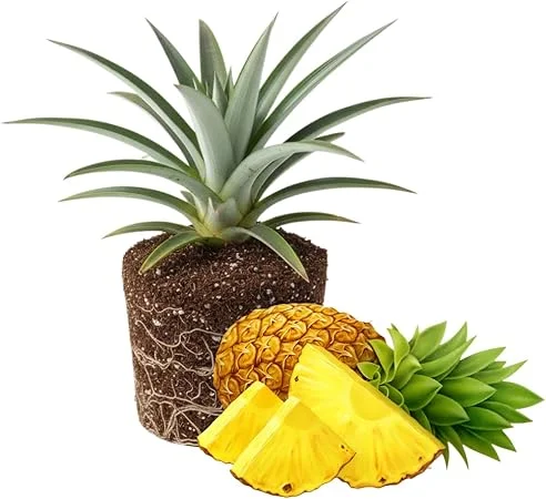 Gold Pineapple Live Plant – Tropical Fruit Seedling – 4-6 Inches Tall – Outdoor - Image 5
