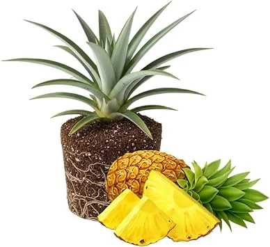 Gold Pineapple Live Plant – Tropical Fruit Seedling – 4-6 Inches Tall – Outdoor - Image 7
