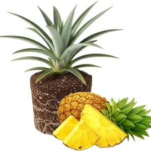 Gold Pineapple Live Plant – Tropical Fruit Seedling – 4-6 Inches Tall – Outdoor - Image 1