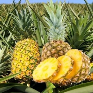 Gold Pineapple Plant Live, Edible Fruit Bearing Tree, 4-6 Inches Tall, Outdoor/Indoor - Image 3