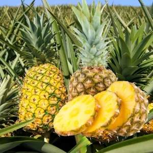 Gold Pineapple Plant Live, Edible Fruit Bearing Tree, 4-6 Inches Tall, Outdoor/Indoor - Image 5