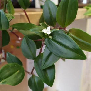 Gold Tradescantia Live Plant – 2.5 Inch Pot – Indoor Trailing Houseplant - Image 4