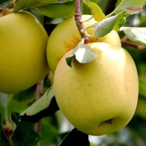 Golden Delicious Apple Tree Live Plant 4-5 Ft Tall - Sweet Yellow Apples, Outdoor - Image 7