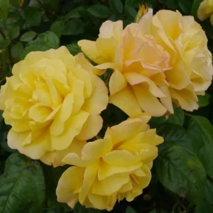 Golden Showers Climbing Rose Live Plant - Fragrant Yellow Blooms, 5-7 Inch Tall Starter - Image 2