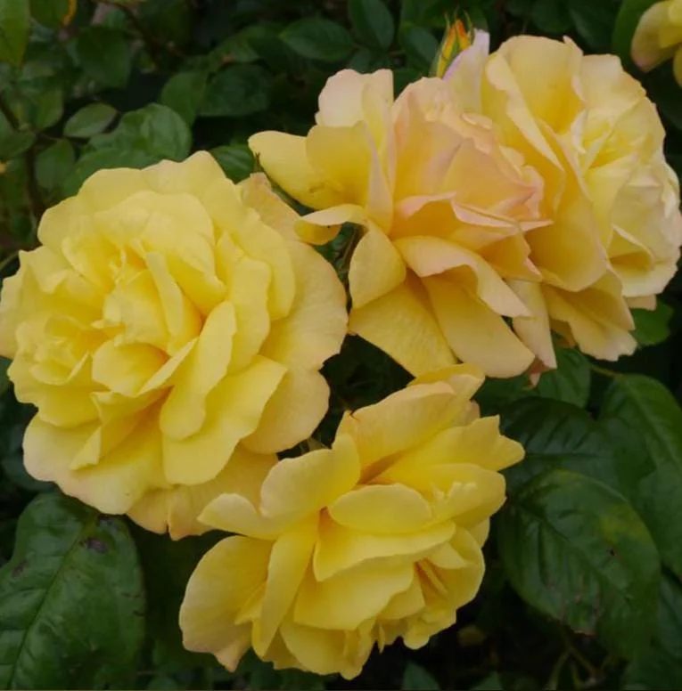 Golden Showers Climbing Rose Live Plant - Fragrant Yellow Blooms, 5-7 Inch Tall Starter - Image 2