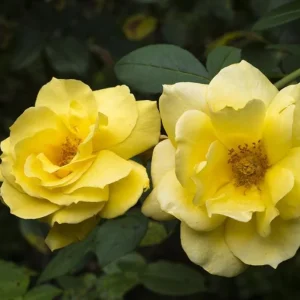 Golden Showers Climbing Rose Live Plant - Fragrant Yellow Blooms, 5-7 Inch Tall Starter - Image 3