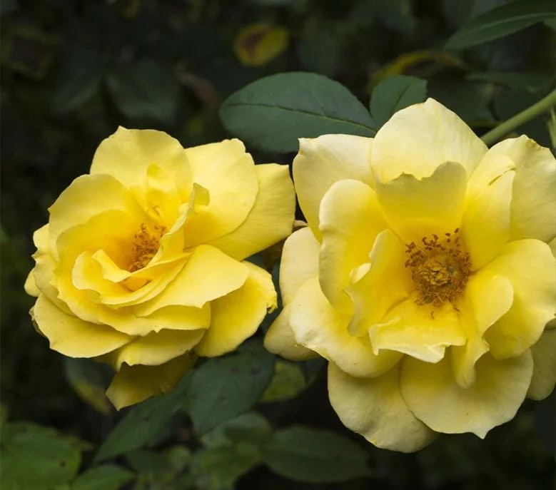Golden Showers Climbing Rose Live Plant - Fragrant Yellow Blooms, 5-7 Inch Tall Starter - Image 3