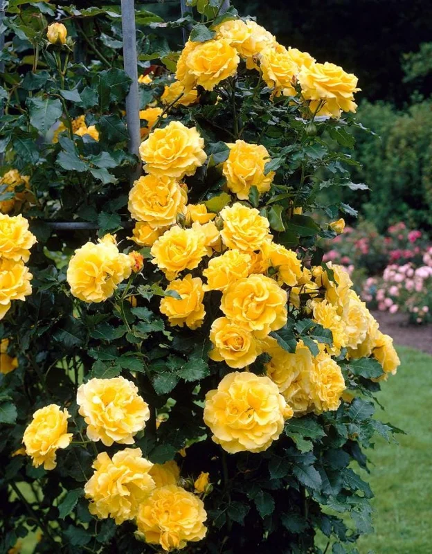 Golden Showers Climbing Rose Live Plant - Fragrant Yellow Blooms, 5-7 Inch Tall Starter - Image 4