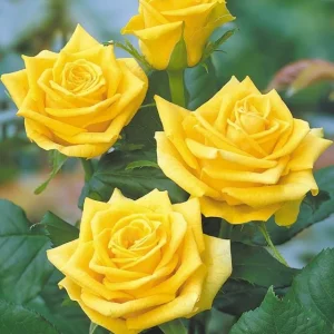 Golden Showers Climbing Rose Live Plant - Fragrant Yellow Blooms, 5-7 Inch Tall Starter - Image 5