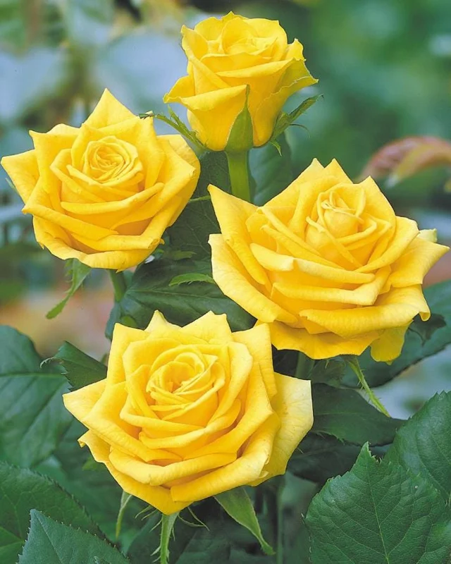 Golden Showers Climbing Rose Live Plant - Fragrant Yellow Blooms, 5-7 Inch Tall Starter - Image 5