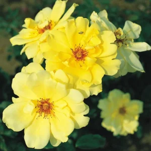 Golden Showers Climbing Rose Live Plant - Fragrant Yellow Blooms, 5-7 Inch Tall Starter - Image 7