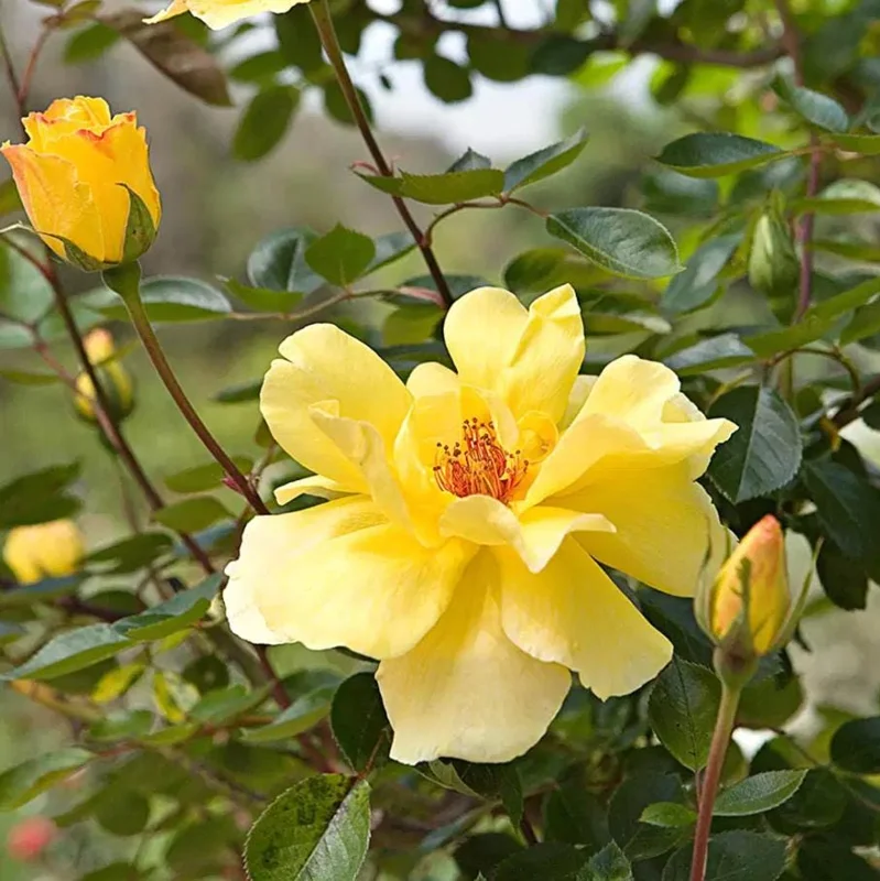 Golden Showers Climbing Rose Live Plant - Fragrant Yellow Blooms, 5-7 Inch Tall Starter - Image 8