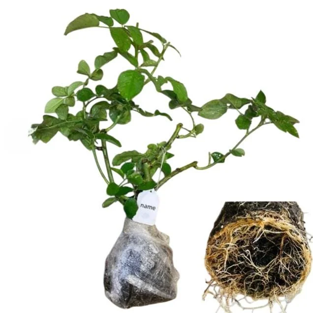 Golden Showers Climbing Rose Live Plant - Fragrant Yellow Blooms, 5-7 Inch Tall Starter - Image 9