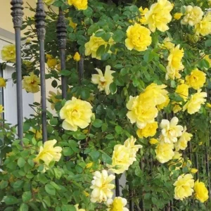 Golden Showers Climbing Rose Live Plant - Fragrant Yellow Blooms, 5-7 Inch Tall Starter - Image 1
