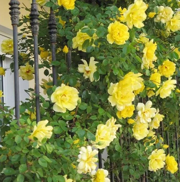 Golden Showers Climbing Rose Live Plant - Fragrant Yellow Blooms, 5-7 Inch Tall Starter - Image 1