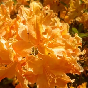 Golden Yellow Azalea Live Plant – Rhododendron Bush – 2-3 ft Tall – Outdoor - Image 10
