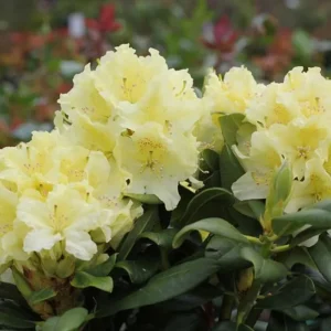 Golden Yellow Azalea Live Plant – Rhododendron Bush – 2-3 ft Tall – Outdoor - Image 3