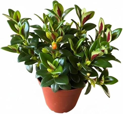 Goldfish Plant Live Houseplant – Lady Goldfish Variety – 4-Inch Potted Tropical Indoor Plant - Image 3