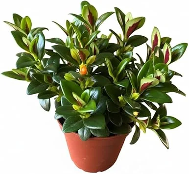 Goldfish Plant Live Houseplant – Lady Goldfish Variety – 4-Inch Potted Tropical Indoor Plant - Image 5