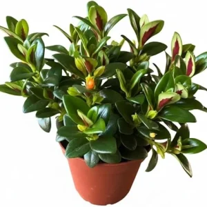 Goldfish Plant Live Houseplant – Lady Goldfish Variety – 4-Inch Potted Tropical Indoor Plant - Image 1