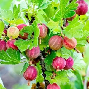Gooseberry Bush Live Plant 5-9 Inch Tall - Sweet Red Fruit for Planting - Image 4