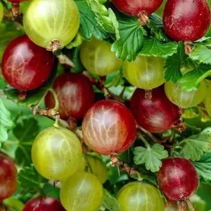 Gooseberry Live Plant, 5-9 Inch Tall, Sweet Berry Bush, Well-Rooted for Planting - Image 4